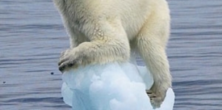 El cielo se está cayendo…y los osos polares se están encogiendo