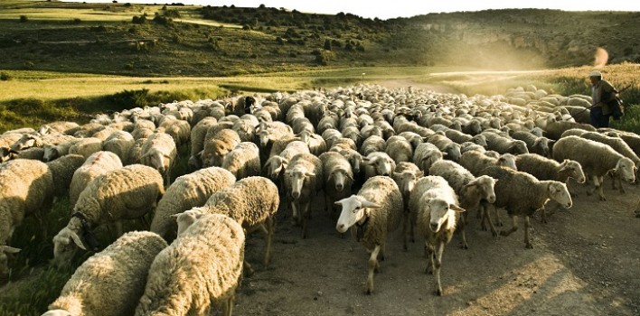 «Andaban como ovejas sin pastor»