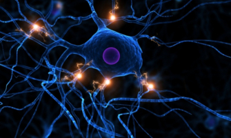 Medo estimula geração de novos neurônios