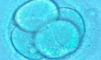 ¿Qué es un embrión humano?