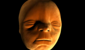 ¿Has visto cómo es el desarrollo de la cara del embrión?