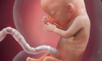 El feto tiene sistema inmunológico desde la 13ª semana… pero no le protege del aborto hasta la 14ª