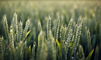 «Los justos brillarán como el sol en el Reino de su Padre»