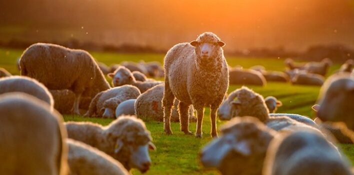«Andaban como ovejas sin pastor»